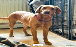 Labrador Retriever dogs for sale: Beautiful fox red and yellow lab puppies  - Image 31