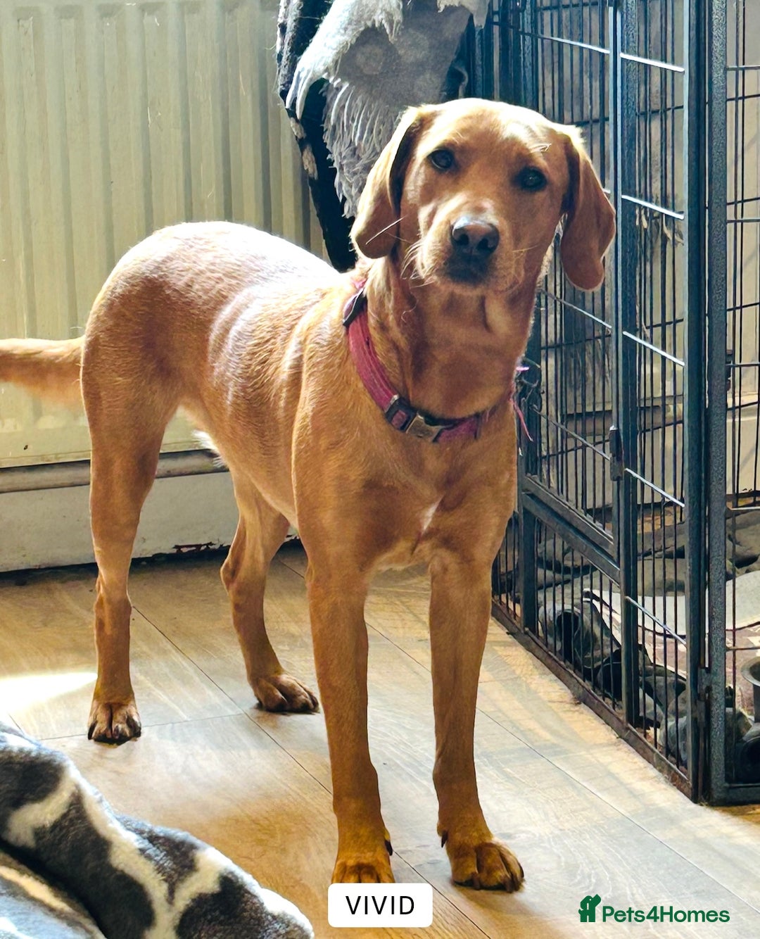 Labrador Retriever dogs for sale: Beautiful fox red and yellow lab puppies  - Image 31