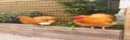 Chickens poultry for sale: Buff Orpington Chicks - Advert 3