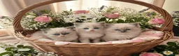 Ragdoll cats for sale: Beautiful Ragdoll kittens - Advert 2
