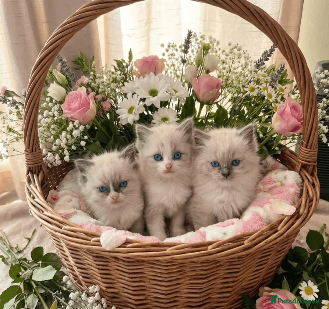 Ragdoll cats for sale: Beautiful Ragdoll kittens - Advert 2