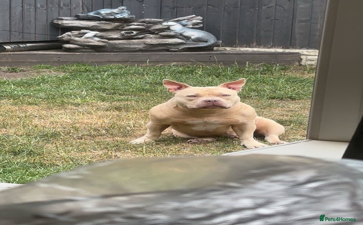 American Bully dogs - Advert 1