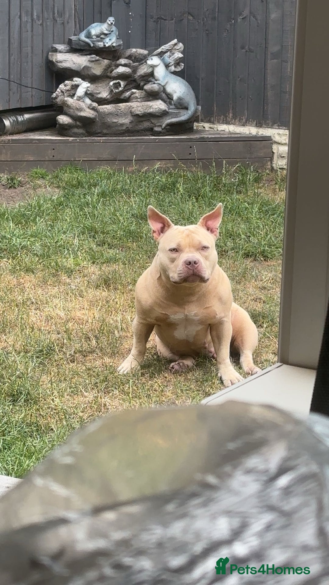 American Bully dogs for sale: Female pocket bully  - Image 1