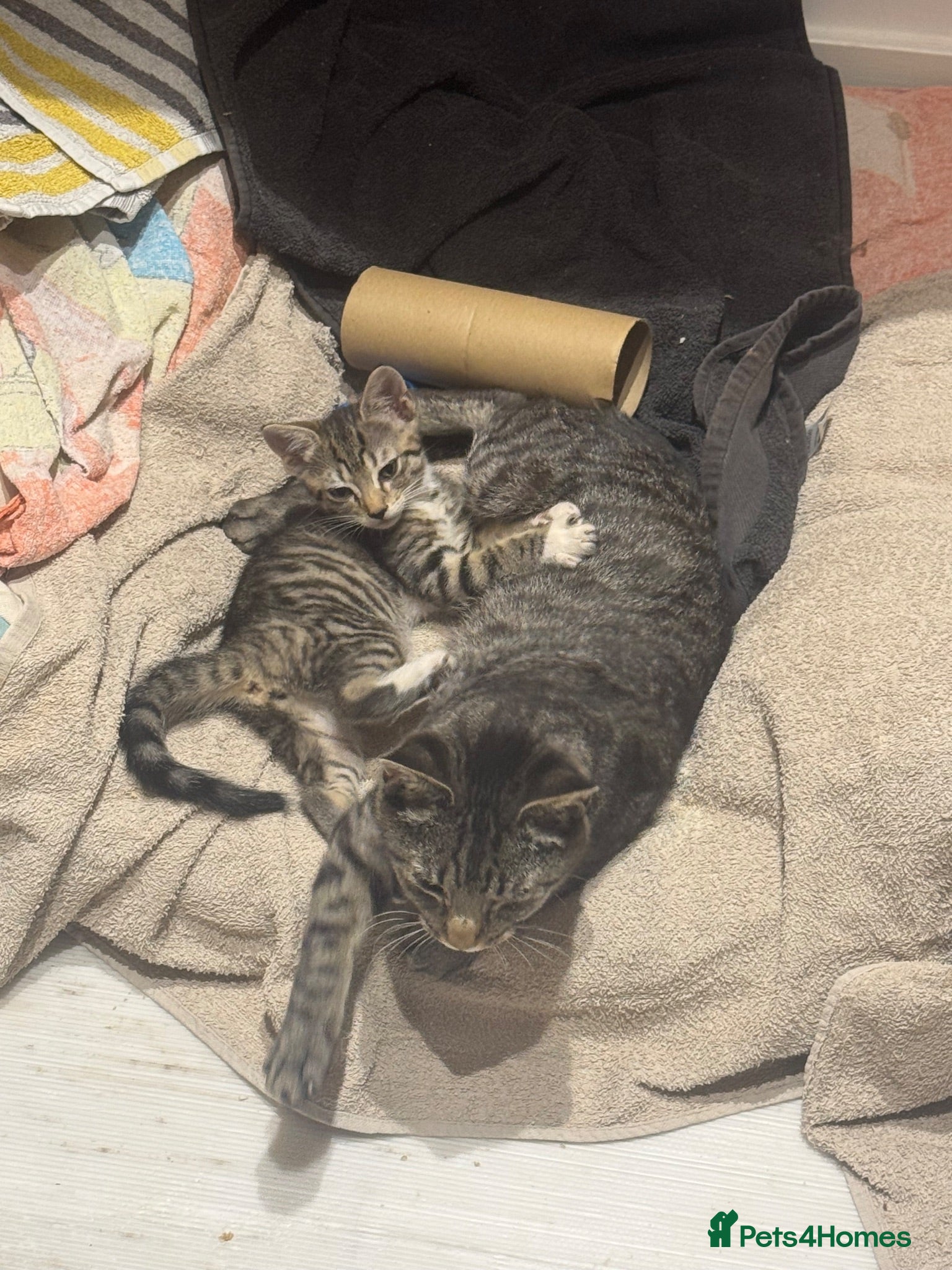 Mixed Breed cats Mummy And kitten  - Advert 14