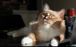 Ragdoll cats for sale: GCCF Active Blue Mitted Stud male for sale - Image 15