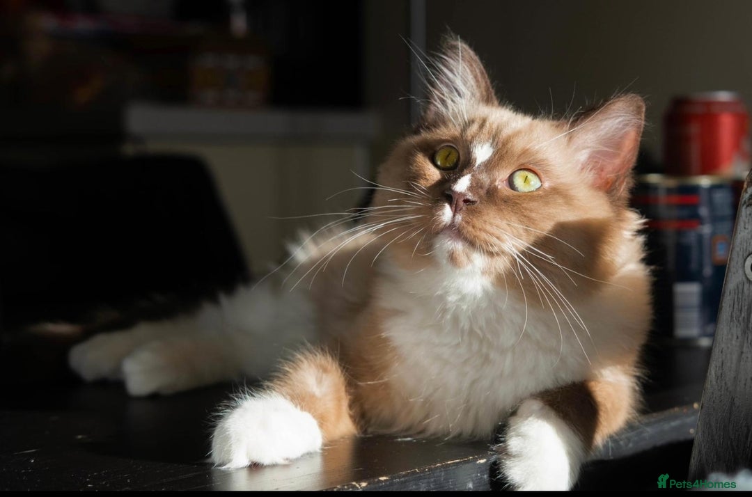 Ragdoll cats for sale: GCCF Active Blue Mitted Stud male for sale - Image 15