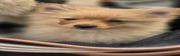 Pomeranian dogs for sale: 🐾 Beautiful Home-Raised Pomeranian Puppies   - Advert 2