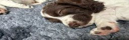 Sprocker dogs for sale: Two Sprocker Spaniel Dog Puppies For Sale in Newmarket - Advert 9