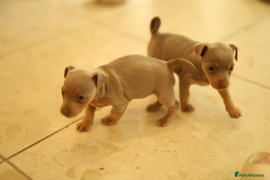 Jack Russell dogs for stud: Chocolate and tan short legged stud in Herne Bay - Advert 11