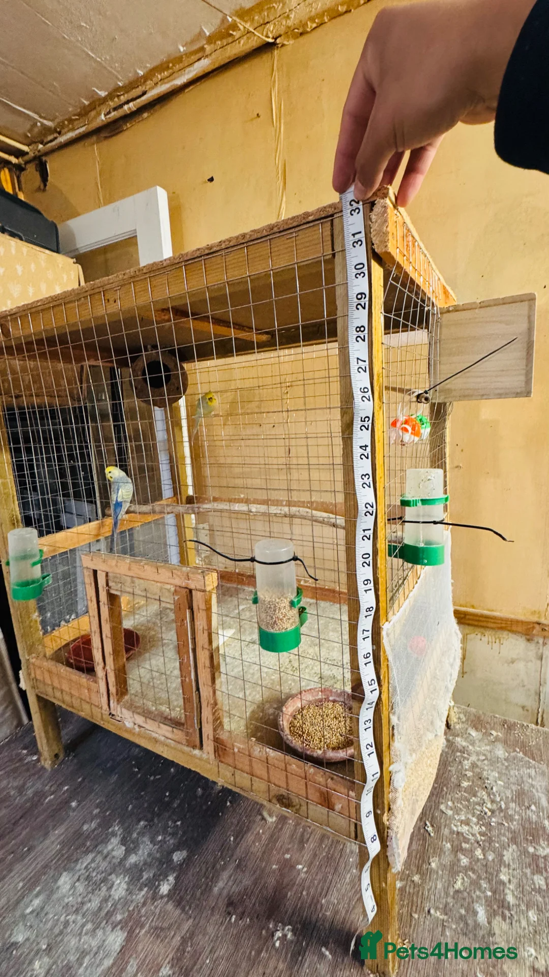 Budgerigars birds for sale: Rainbow budgies (pair) - Advert 6