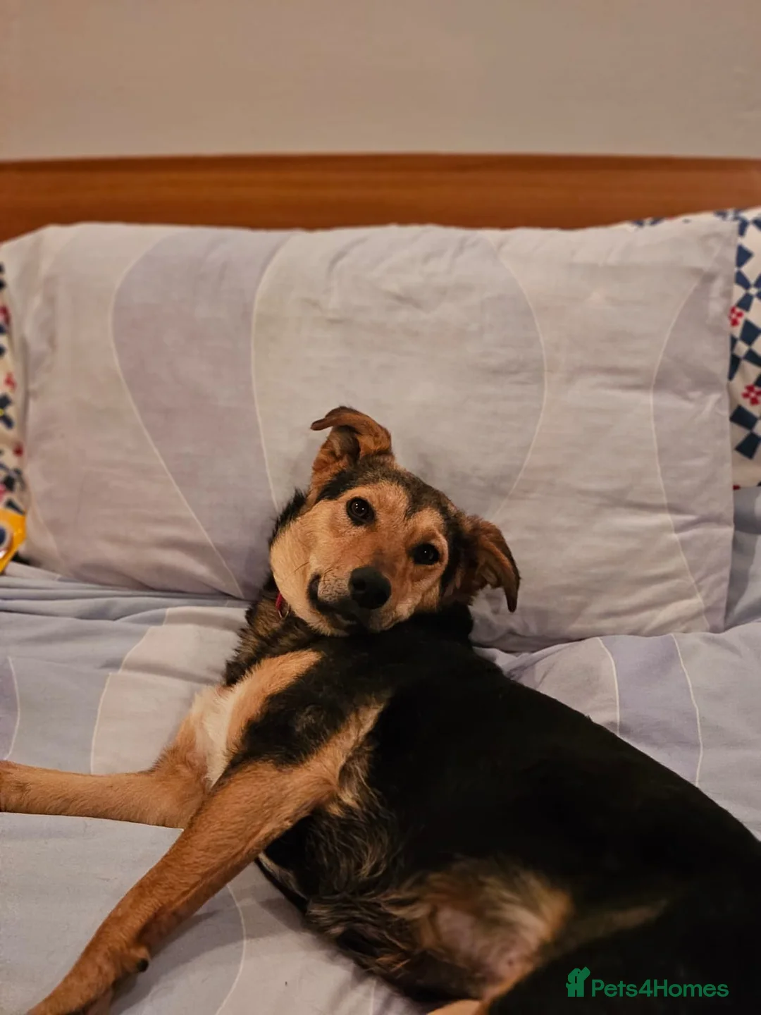 Mixed Breed dogs for adoption: 🐾 Meet Larisa - a gentle girl for a Loving Home💛 - Advert 20