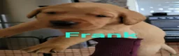 Labrador Retriever dogs for sale: Fox red Labrador puppies - Advert 37