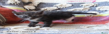 Mixed Breed Kitten 3 - 'Patch'