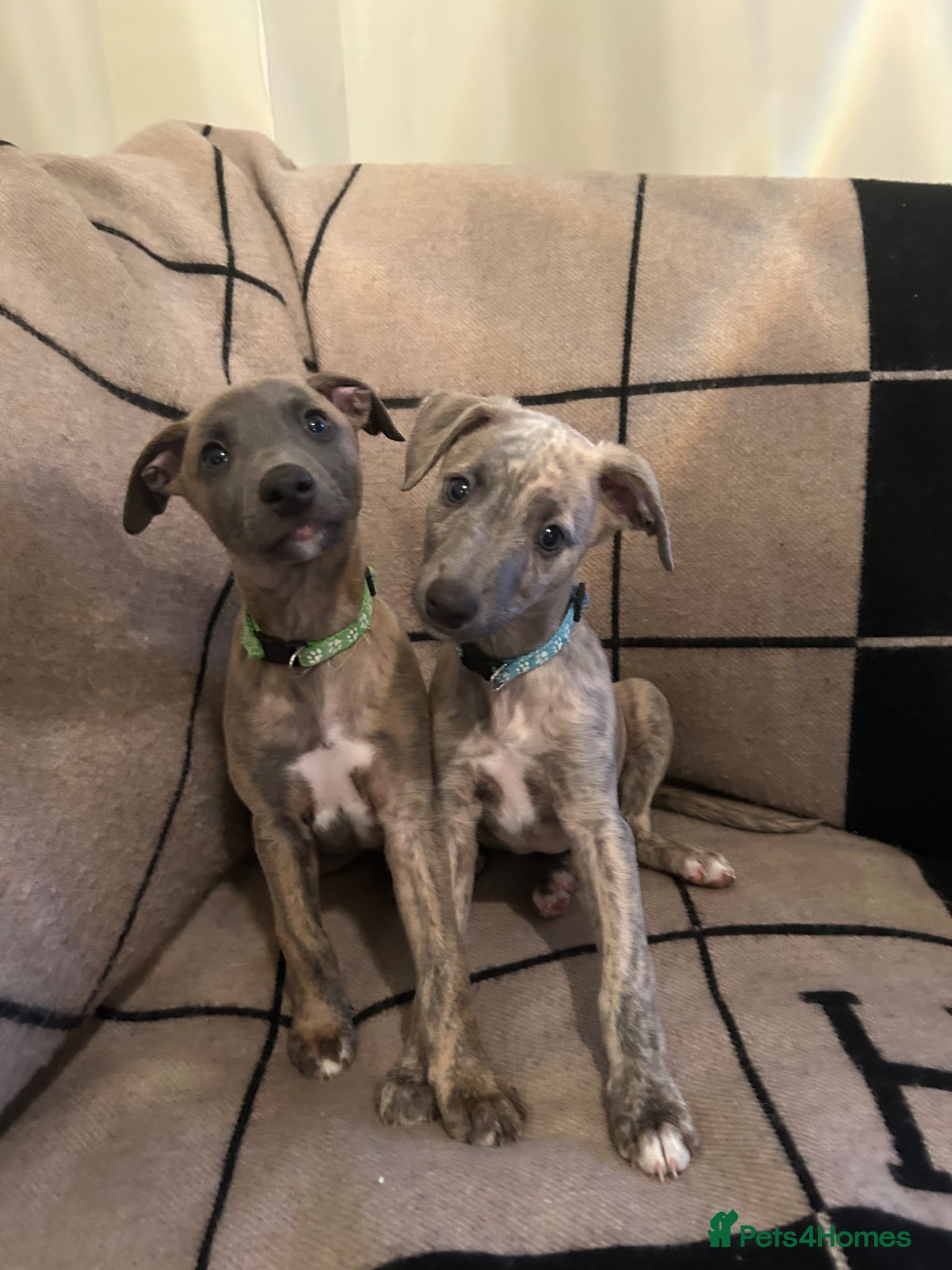 Whippet dogs Handsome Fawn/Blue Brindle Boys - Advert 2