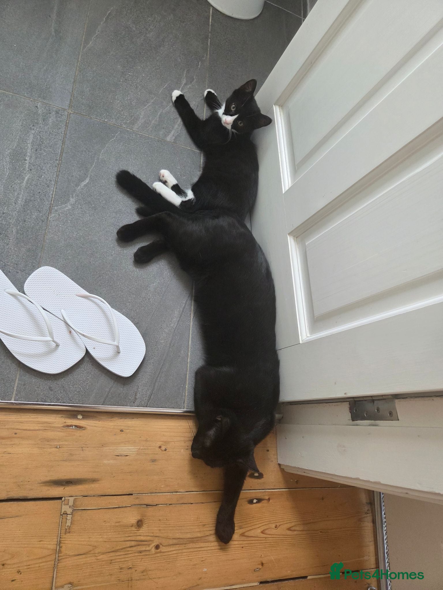 Mixed Breed cats Short haired Black Male for new home - Advert 2