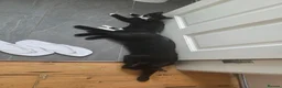 Mixed Breed cats for sale: Short haired Black Male for new home in Nottingham - Advert 1