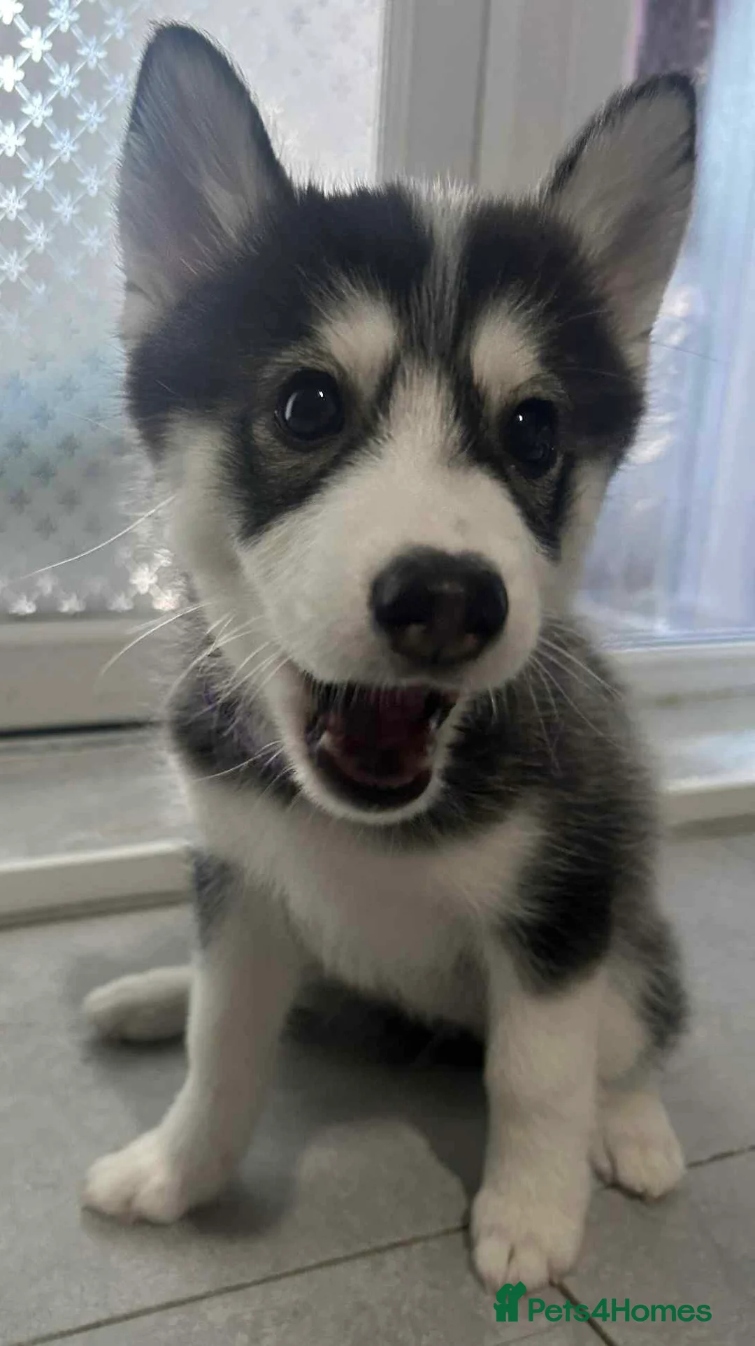 Pomsky dogs for sale: Just 2 left girls f4 pomsky  - Advert 2