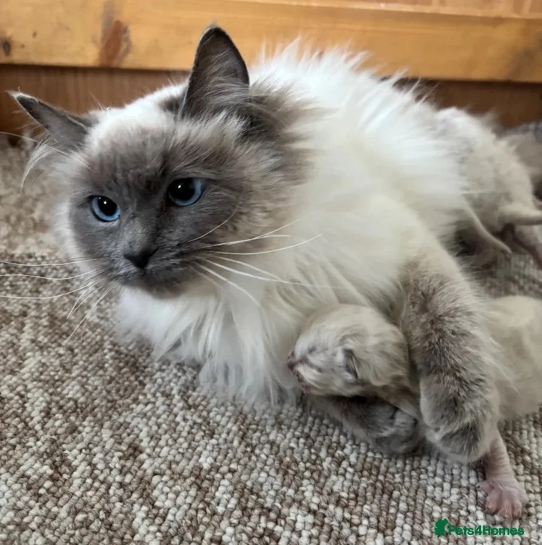 Ragdoll cats for sale: Ragdoll female kitten READY NOW - Advert 2