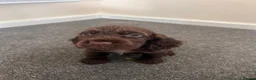 Cocker Spaniel dogs for sale: Show cocker spaniel puppies  - Advert 6
