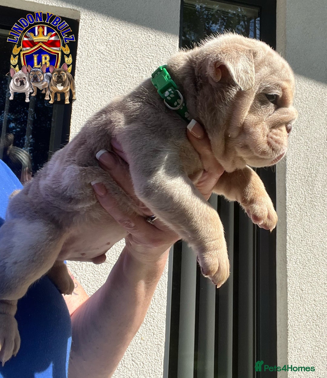 English Bulldog dogs for sale: QUALITY ENGLISH BULLDOG PUPPIES - Image 6