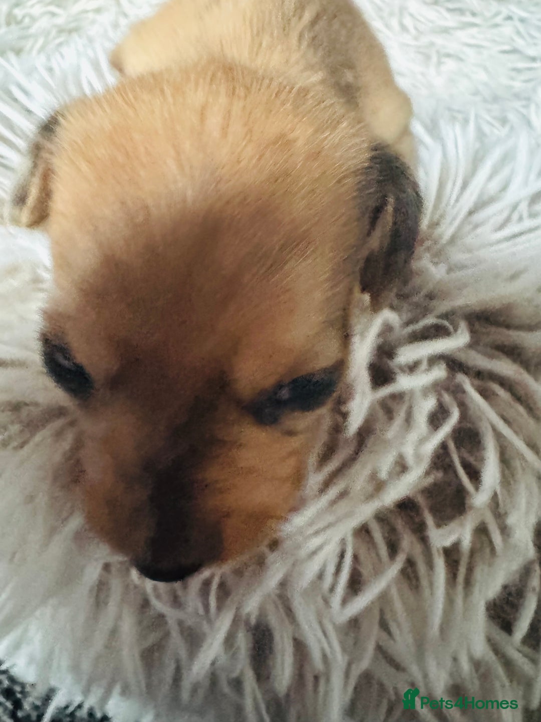 Miniature Dachshund dogs for sale: Beautiful minature dachshunds  - Advert 17