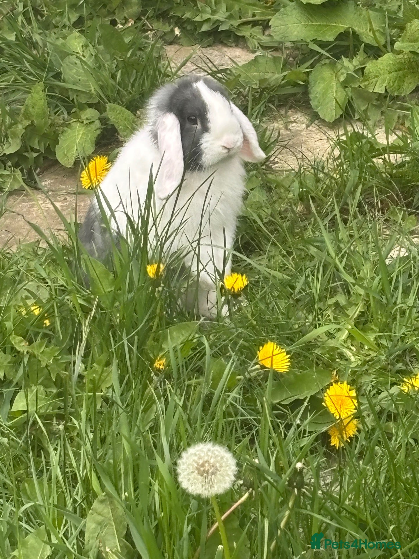 Mini Lop rabbits Boy rabbit 5 month - Advert 1