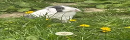 Mini Lop rabbits for sale: Boy rabbit 5 month - Advert 1