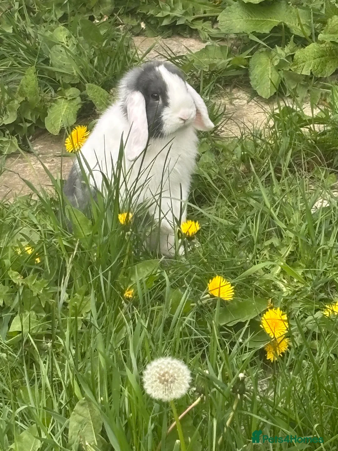 Mini Lop rabbits for sale: Boy rabbit 5 month - Advert 1