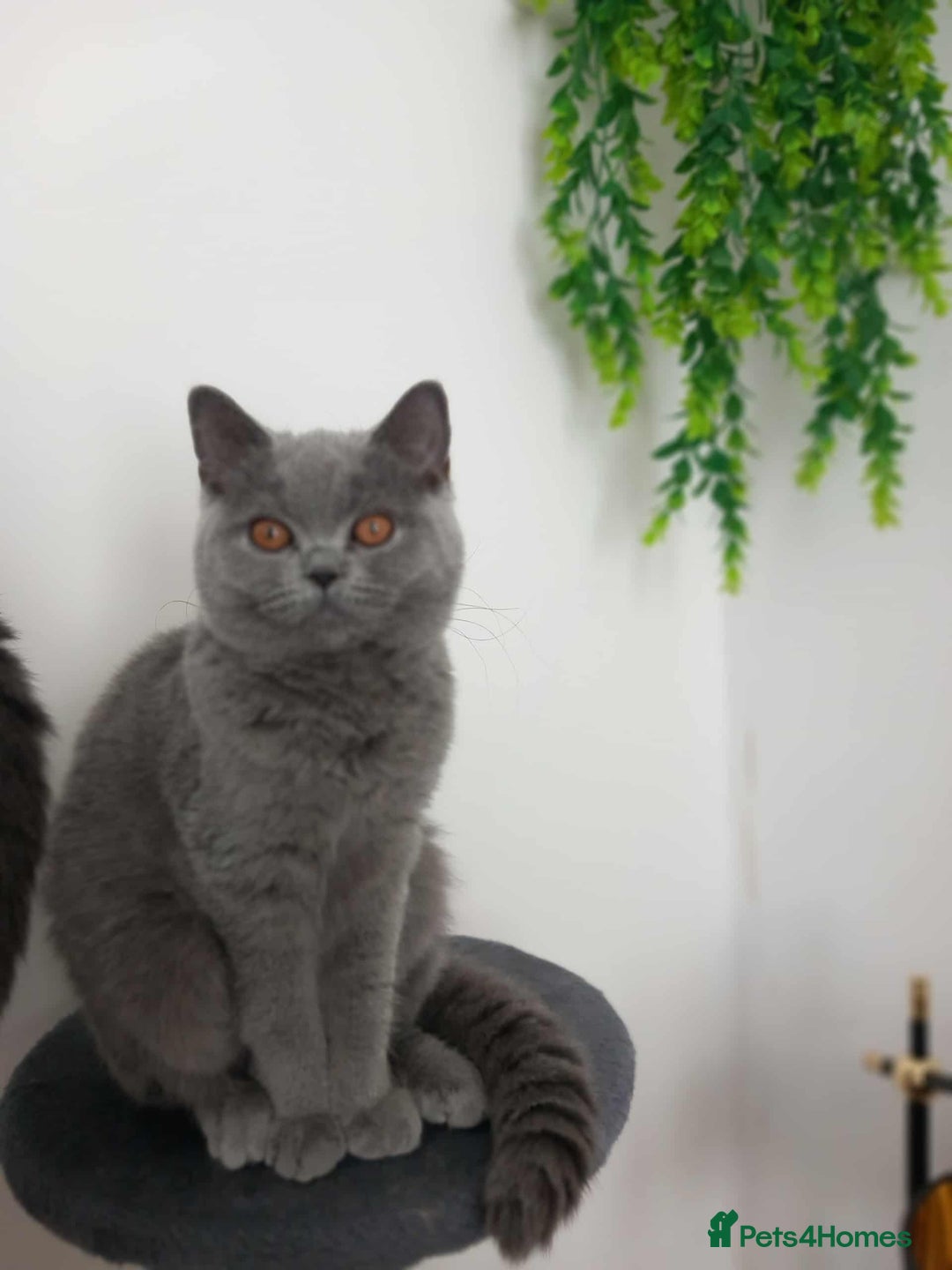 British Shorthair cats for sale: Championship Bloodline Blue BSH GCCF - Advert 4