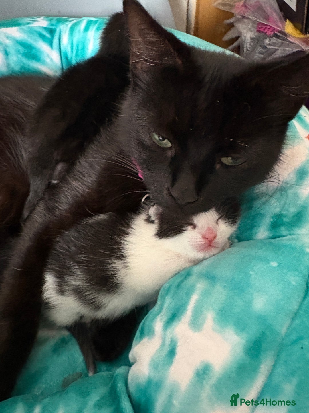 Mixed Breed cats for sale: Mixed breed kittens  - Image 27