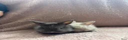 Lionhead rabbits for sale: 8 bunnies looking to be reserved - Advert 3