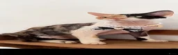 Devon Rex cats for sale: beautiful Devon Rex kittens  - Advert 8