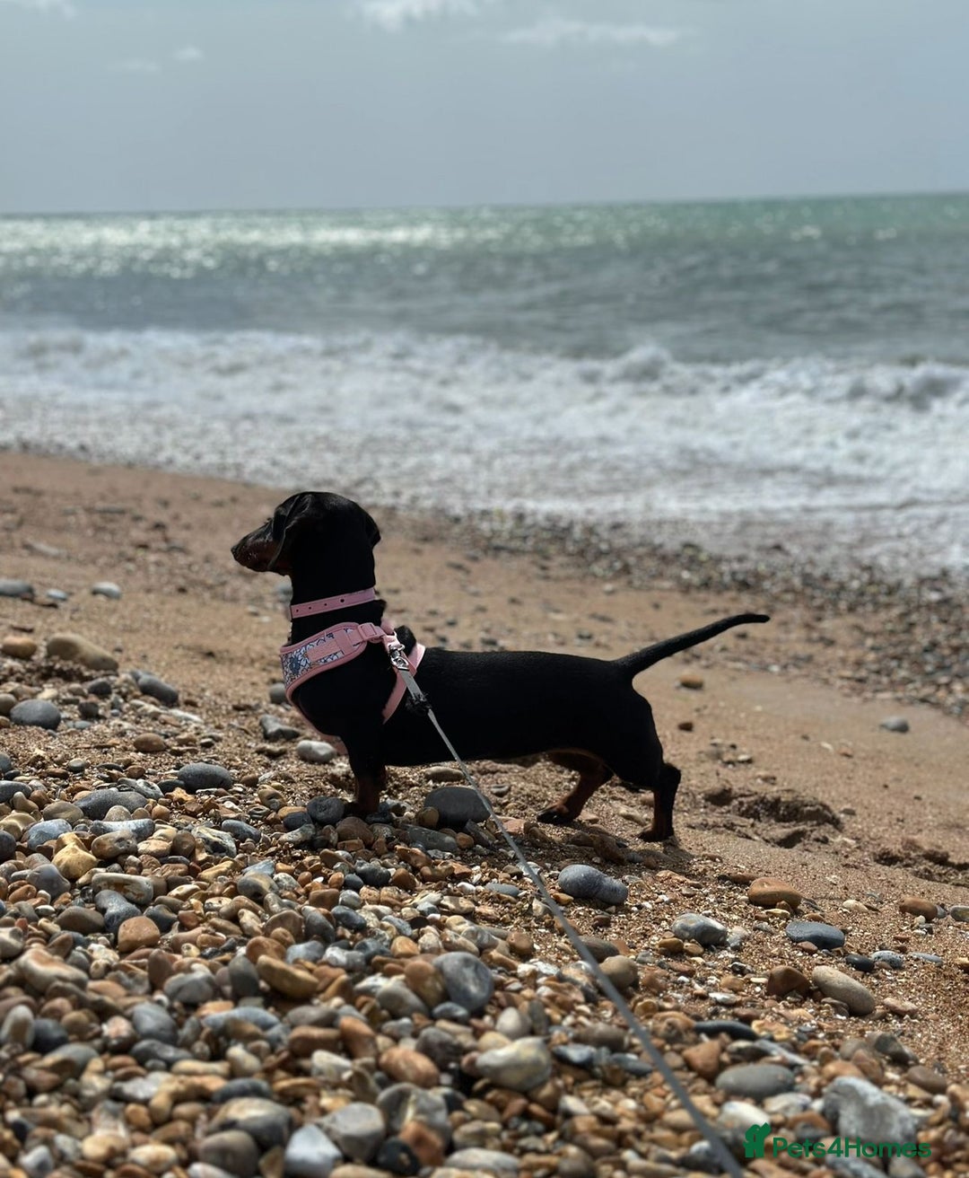 Dachshund dogs for sale: Dachshund puppy  in Hove - Advert 1
