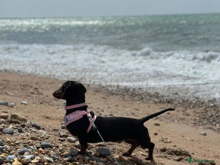 Dachshund dogs Dachshund puppy in Hove - Advert 1