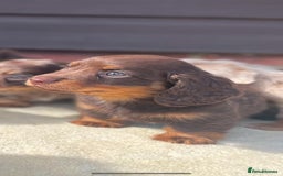 Miniature Dachshund dogs for sale: Long haired miniature Dashshund puppies  - Image 12