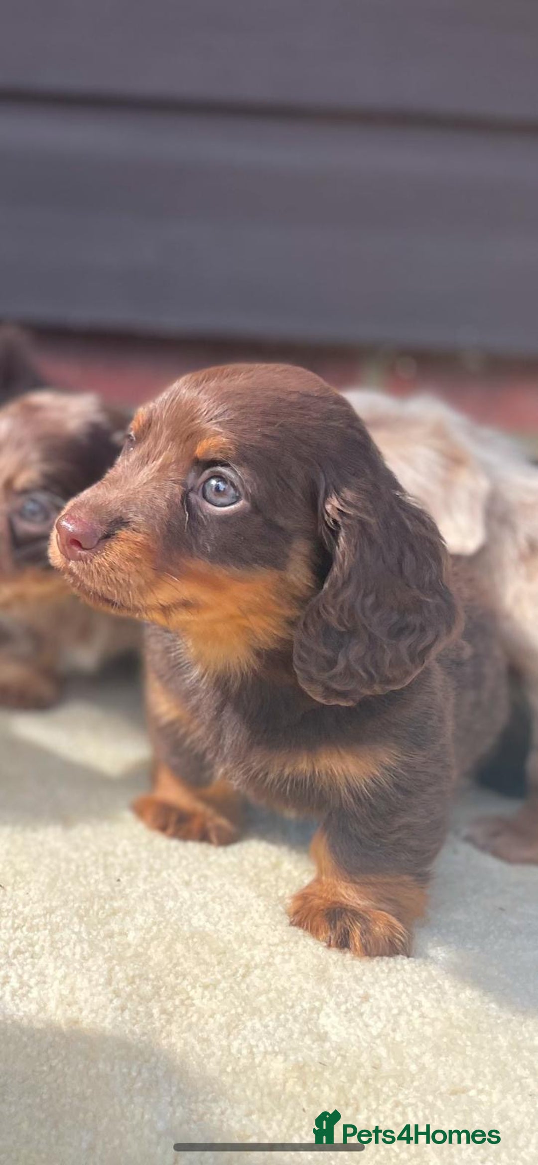 Miniature Dachshund dogs for sale: Long haired miniature Dashshund puppies  - Image 12
