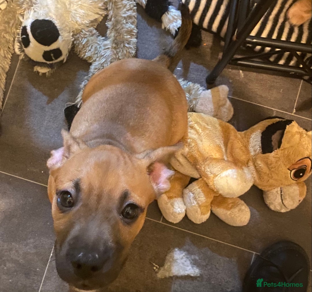 Mixed Breed dogs for sale: French bulldog cross jack russell pups.  - Advert 15