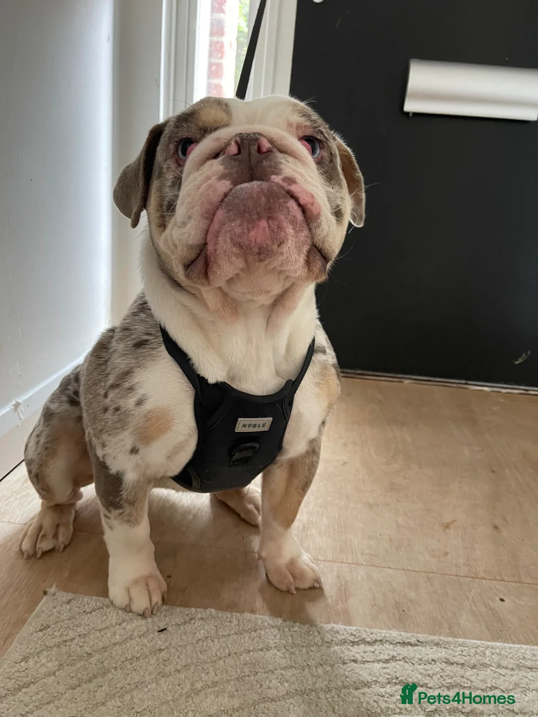 English Bulldog dogs for sale: Rare English Bulldog Female (Honey) in Ascot - Advert 2