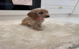 Cockapoo dogs for sale: Gorgeous F1A cockerpoos - Image 6