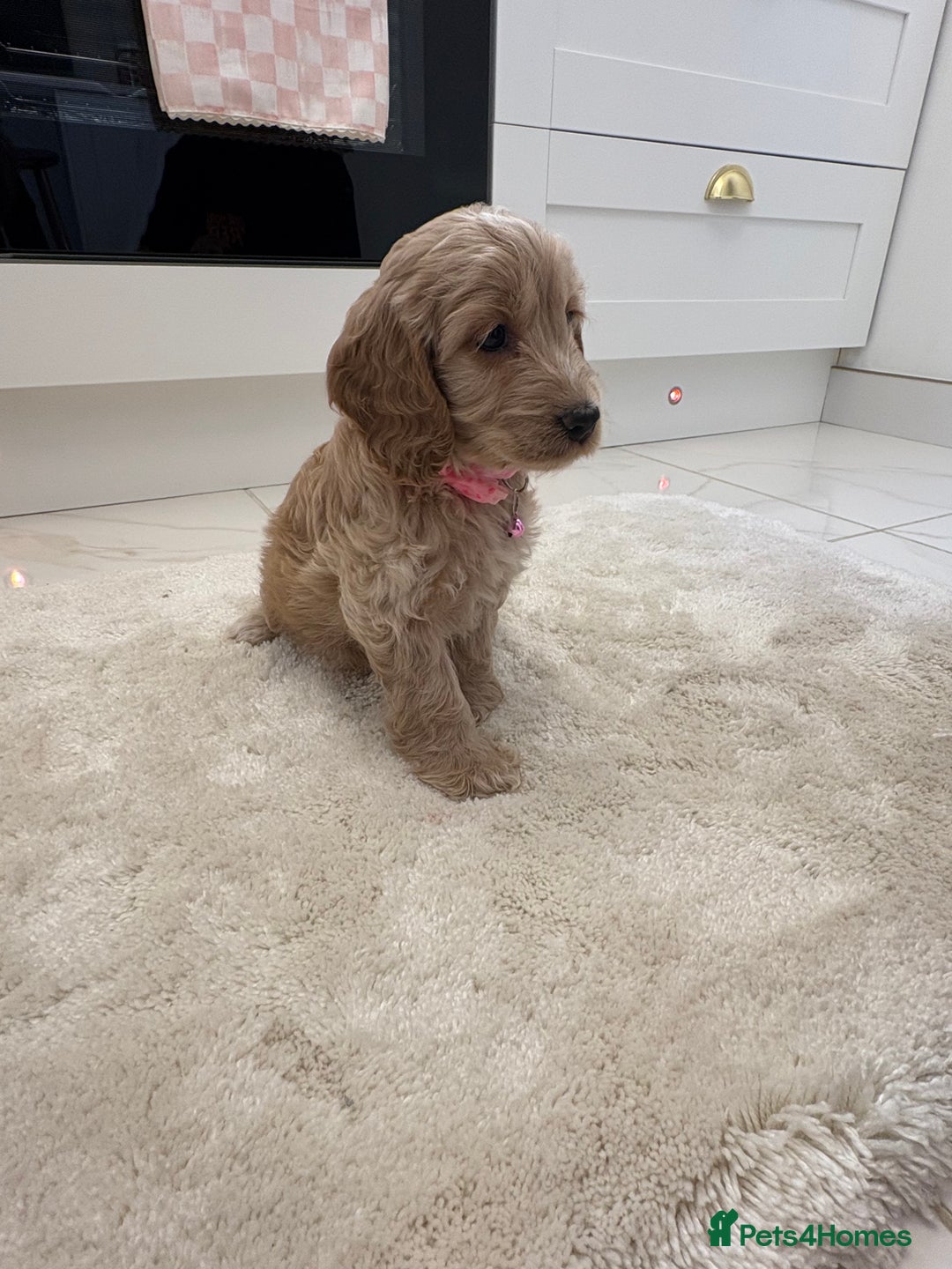 Cockapoo dogs for sale: Gorgeous F1A cockerpoos - Image 6