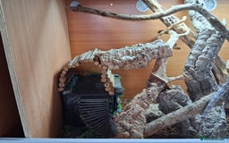 Dragon reptiles for sale: Frilled dragon and vivarium  - Image 9