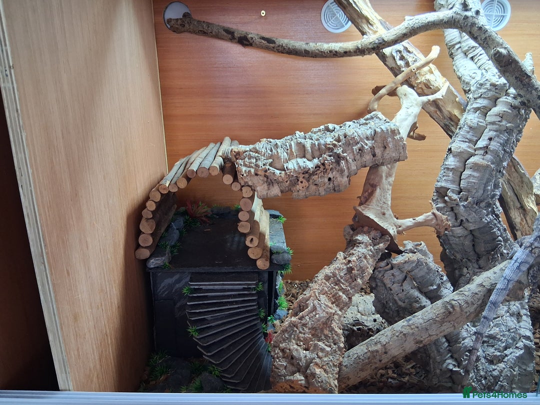 Dragon reptiles for sale: Frilled dragon and vivarium  - Image 9