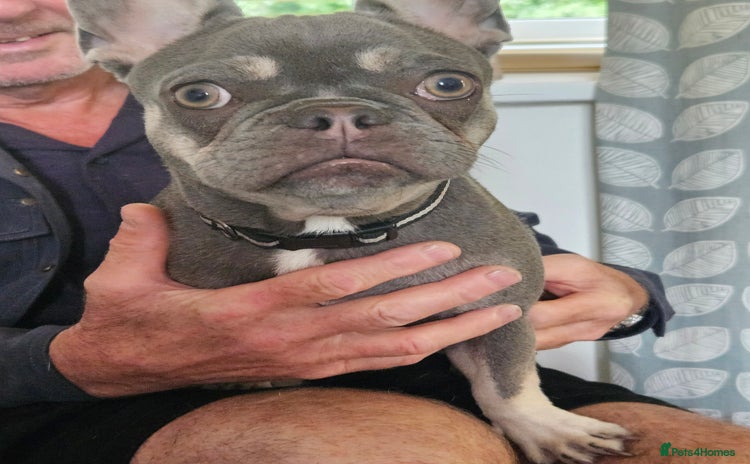 French Bulldog dogs - Advert 4