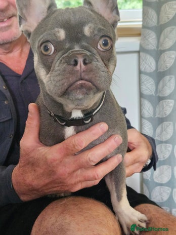 French Bulldog dogs - Advert 14