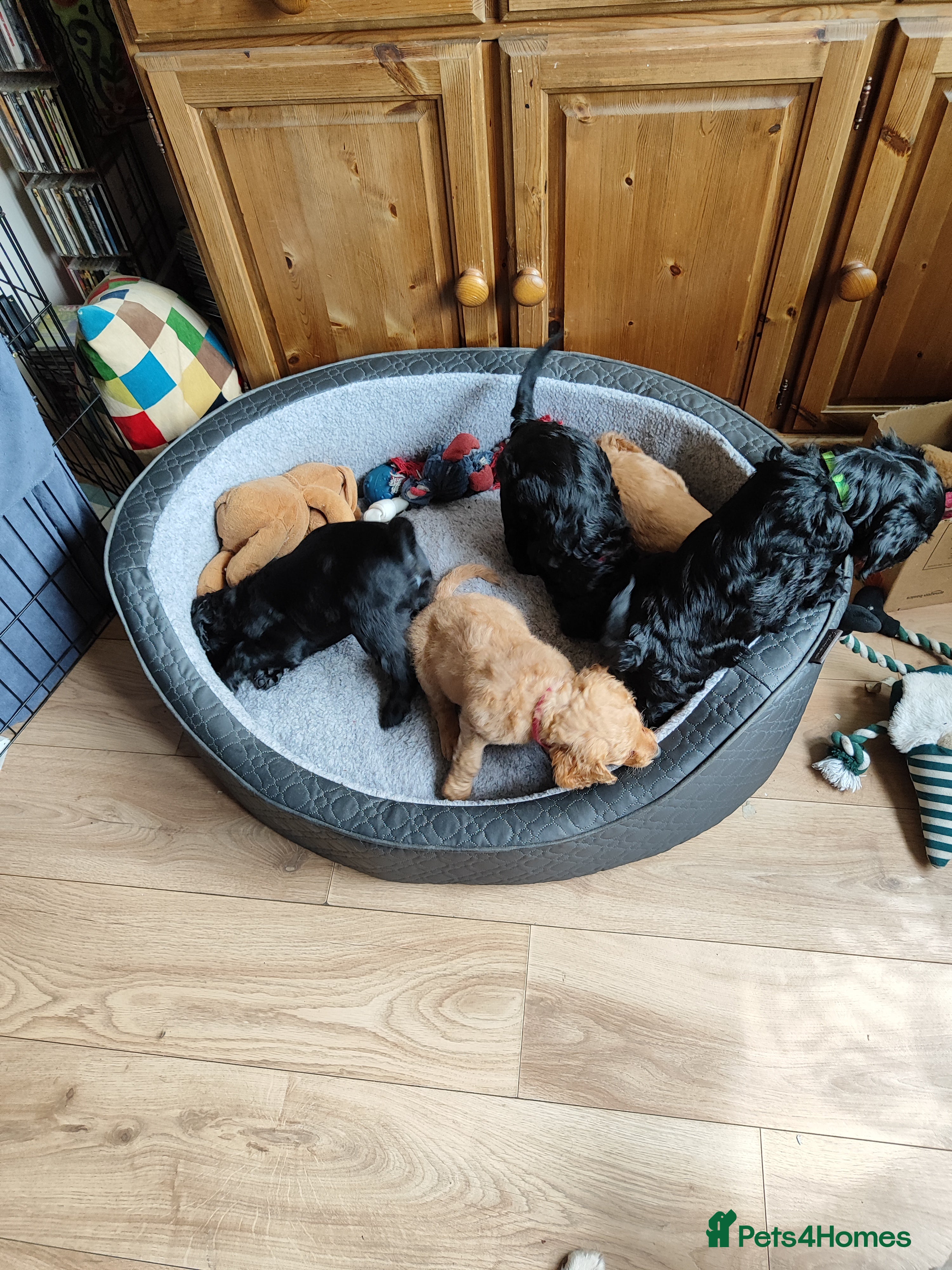 Cockapoo dogs Cockapoo Puppies, F2, Midlothian - Advert 2