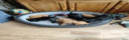 Cockapoo dogs for sale: Cockapoo Puppies, F2, Midlothian - Advert 5