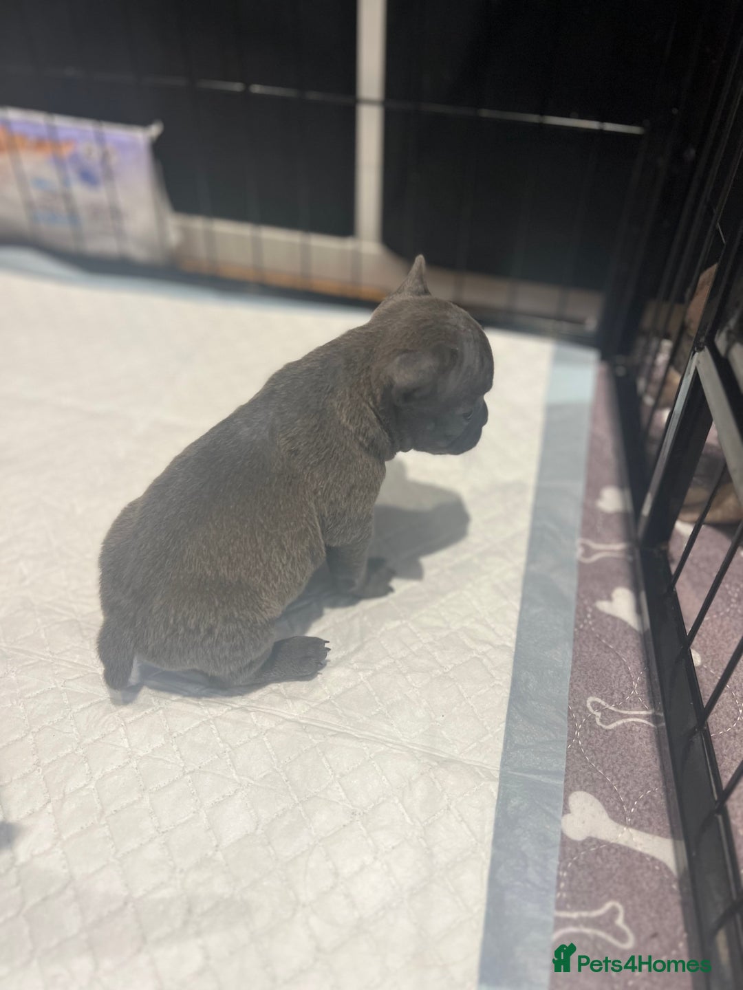 Mixed Breed dogs for sale: STUNNING UNIQUE PUPS 💙💗 - Image 17
