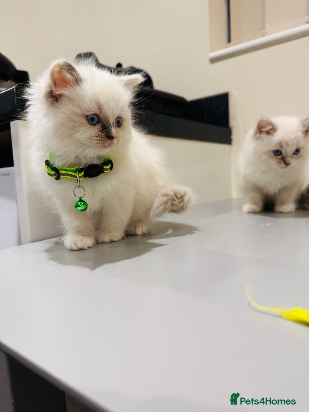 Ragdoll cats for sale: Adorable Pure Ragdoll Kittens - Advert 7