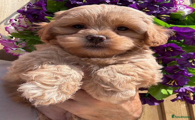 Shihpoo dogs - Advert 1
