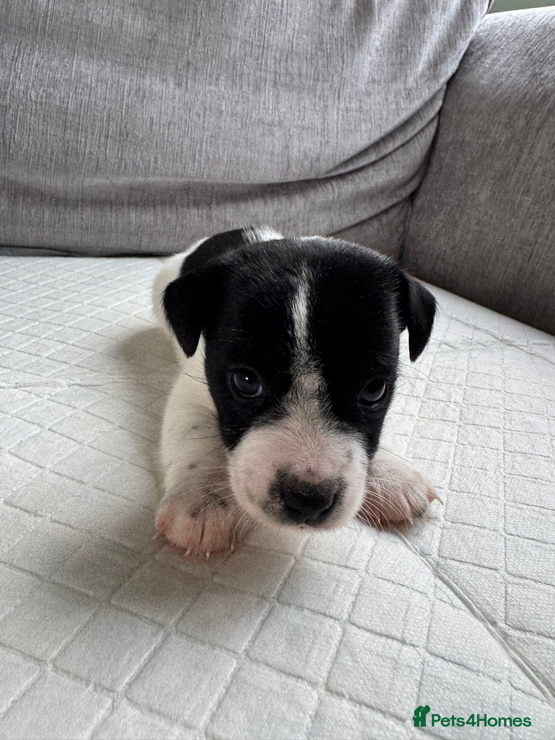 Mixed Breed dogs for sale: Cavalier King Charles Spaniel X Jack Russell - Advert 11